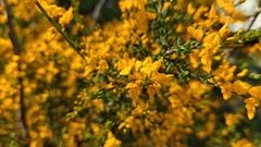 Genista triacanthos