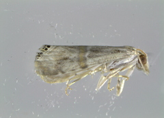 Crambidae