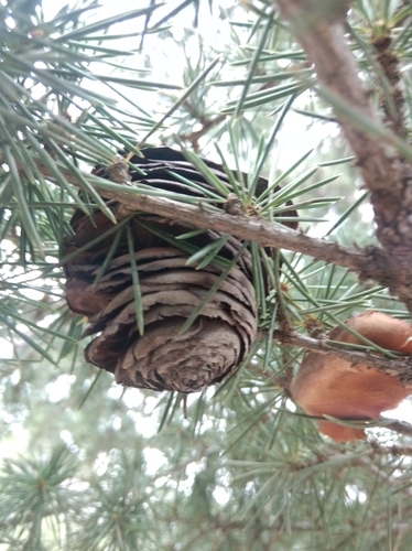 Image of Cedrus libani by (c) Ben Costamagna, some rights reserved (CC BY)