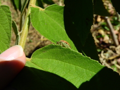 Misippus spinolae