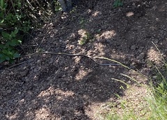 Masticophis lateralis euryxanthus