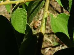 Misippus spinolae