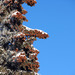 Picea glauca albertiana - Photo (c) Gerry, algunos derechos reservados (CC BY-SA)