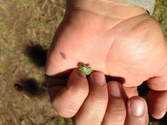 Hyla wrightorum