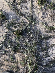 Baccharis gnaphalioides