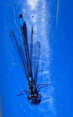 Zoniagrion exclamationis
