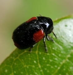 Babia quadriguttata