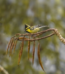 Machlolophus xanthogenys