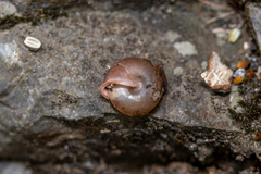 Oestophorella buvinieri