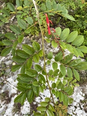 Poitea multiflora
