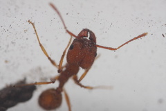 Pheidole hyatti