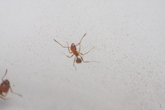Pheidole hyatti