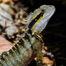 Eastern Water Dragon - Photo (c) remiphoto47, some rights reserved (CC BY-NC)