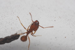 Pheidole hyatti