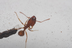 Pheidole hyatti