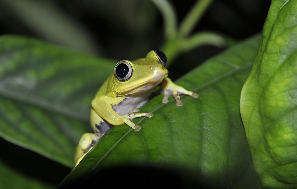 Seychelles Island Frog