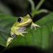 Seychelles Tree Frog - Photo (c) Massimiliano Finzi, some rights reserved (CC BY-NC-ND), uploaded by Massimiliano Finzi