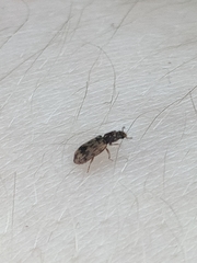 Synchita