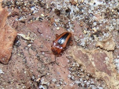 Aphorista vittata