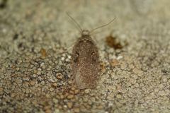 Agonopterix ocellana