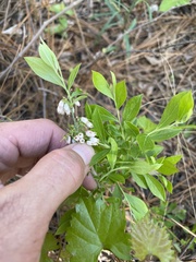 Vaccinium tenellum