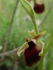 Ophrys helenae