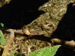 Misippus spinolae