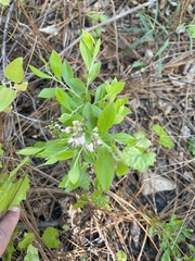 Vaccinium tenellum