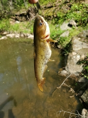 Ameiurus platycephalus