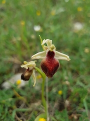 Ophrys helenae