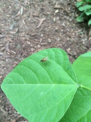 Cholomyia inaequipes