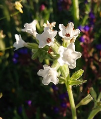Anchusa undulata