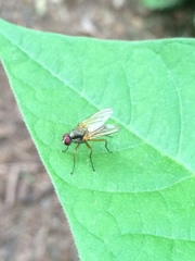 Cholomyia inaequipes