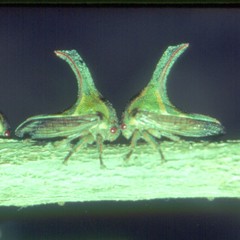 Umbonia crassicornis