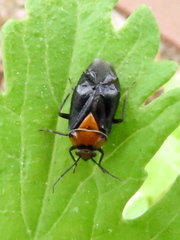 Neocapsus cuneatus