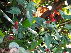 Lepidagathis floribunda