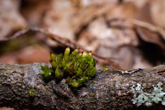 Orthotrichum stramineum