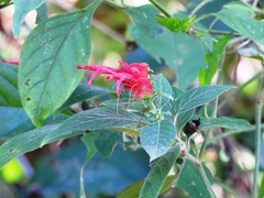 Lepidagathis floribunda