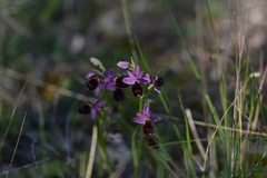 Ophrys bertolonii flavicans