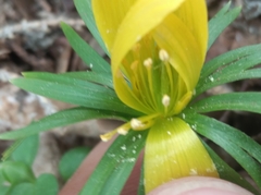 Eranthis hyemalis