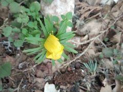 Eranthis hyemalis