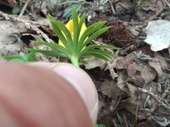 Eranthis hyemalis