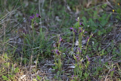 Ophrys bertolonii flavicans