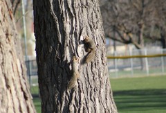 Sciurus niger