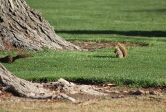 Sciurus niger