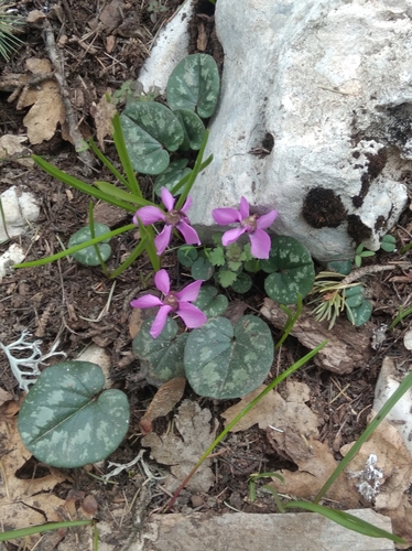 Image of Cyclamen alpinum by (c) Ben Costamagna, some rights reserved (CC BY)