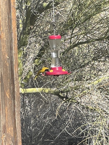 iNaturalist observation photo of Hooded Oriole