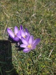 Crocus neapolitanus