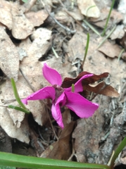 Cyclamen alpinum