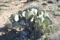 Opuntia chlorotica